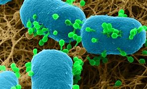 Image result for Bacteria Parasitos