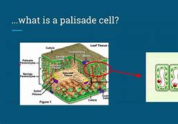 Image result for Palisade Cell