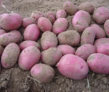 Image result for Red Potato Scab