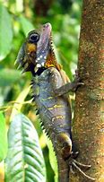 Image result for Leafy Tree Dragon Lizard