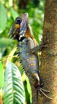 Image result for Forest Dragon Lizard