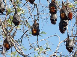 Image result for Flying Fox Wings