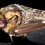 Image result for Spotted Bat