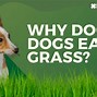 Image result for Environmental Allergies in Dogs