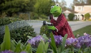 Image result for Kermit the Frog Hand On Face