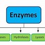 Image result for Classes of Enzymes