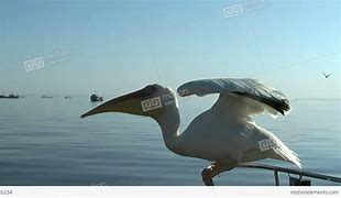 Image result for Pelican Throwing Fish