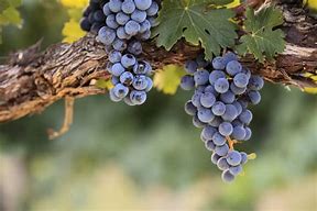 Image result for Red Wine Grapes On Vine