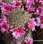 Image result for Arizona Cactus with Pink Flowers