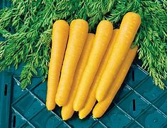 Image result for 18 Carrot Gold Nugget