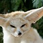 Image result for Animal with Unique Ears