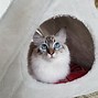 Image result for Cat Products