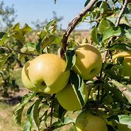 Image result for Golden Deliscious Apple Tree