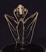 Image result for Antique Bat Skeleton Model