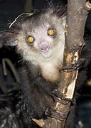 Image result for Unusual Animals of the World