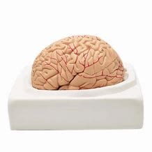 Image result for Plastic Brain Stem Model