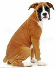 Image result for Boxer Dog Sitting