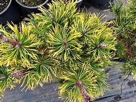 Image result for Pinus mugo Ambergold