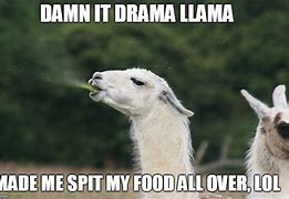 Image result for Drama Llama Meme