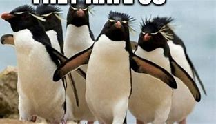 Image result for King Penguin Funny