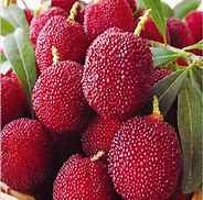 Image result for Orchid Fruit