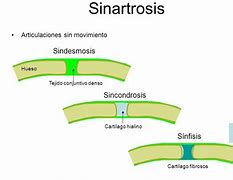 Image result for sinartrosis