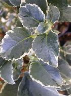 Image result for Hydrangea anomala subsp. petiolaris Silver Lining