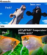 Image result for Fish-Oil Meme