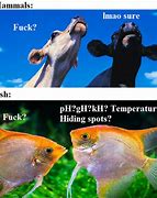 Image result for What I Do Aquarium Meme