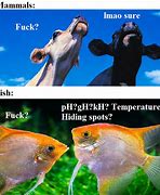 Image result for Sucker Fish in Aquarium Meme