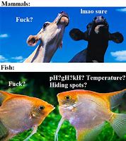 Image result for Aquarium Frames Meme