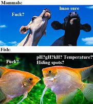 Image result for Meme of Elitst Watch Fight in Aquarium