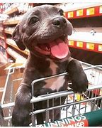 Image result for Smiling Pitbull Meme