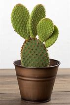 Image result for Cactus in a Pot