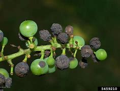 Image result for Best Fungicide for Black Rot On Grapes