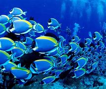 Image result for Sea Life Wallpaper 1536 X 1024