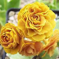 Primula auricula Golden Hill に対する画像結果