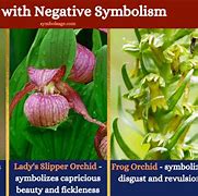 Image result for Orchid Symbolism