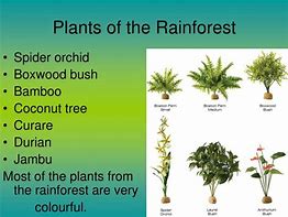 Image result for Rainforest Plants List