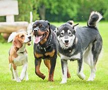 Image result for Group of Dogs Running