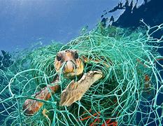 Image result for Plastic Pollution in the Sea Portrait Images