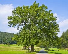 Image result for ash tree