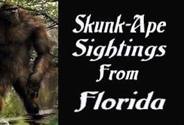 Image result for Florida Skunk Ape