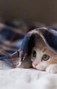 Image result for Cat Iohone 15