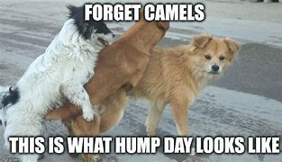 Image result for Puppy Hump Day Meme
