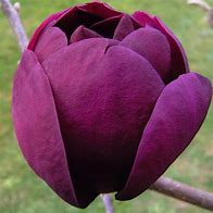 Image result for Magnolia BLACK TULIP