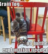 Image result for Cat Meme Brain Fog