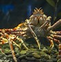 Image result for Giant Japanese Spider Crab