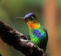 Image result for Panterpe Trochilidae