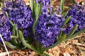 Image result for Hyacinthus Crystal Palace